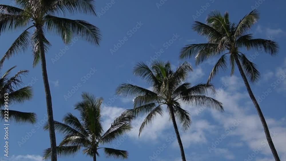 Palm trees, blue sky, some clouds and blue ocean. Light winds. Tropical paradise Palm trees, blue sky, some clouds and blue ocean. Light winds. Tropical paradise