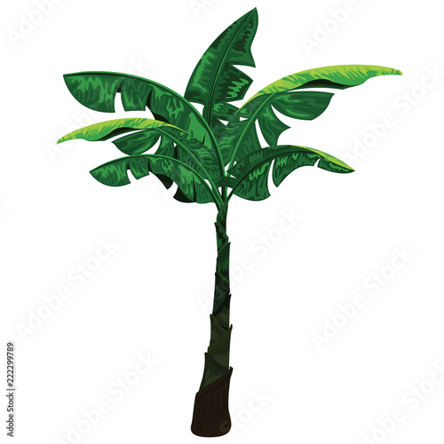 Banana tree isolated on white background. Banana tree with banana leaves.
