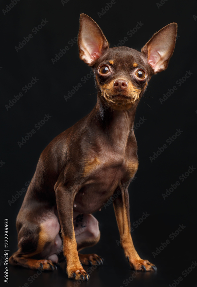 Toy Terrier Dog on Isolated Black Background in studio Toy Terrier Dog on Isolated Black Background in studio