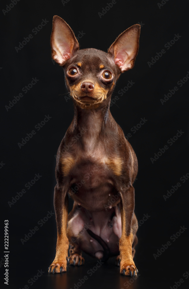 Toy Terrier Dog on Isolated Black Background in studio