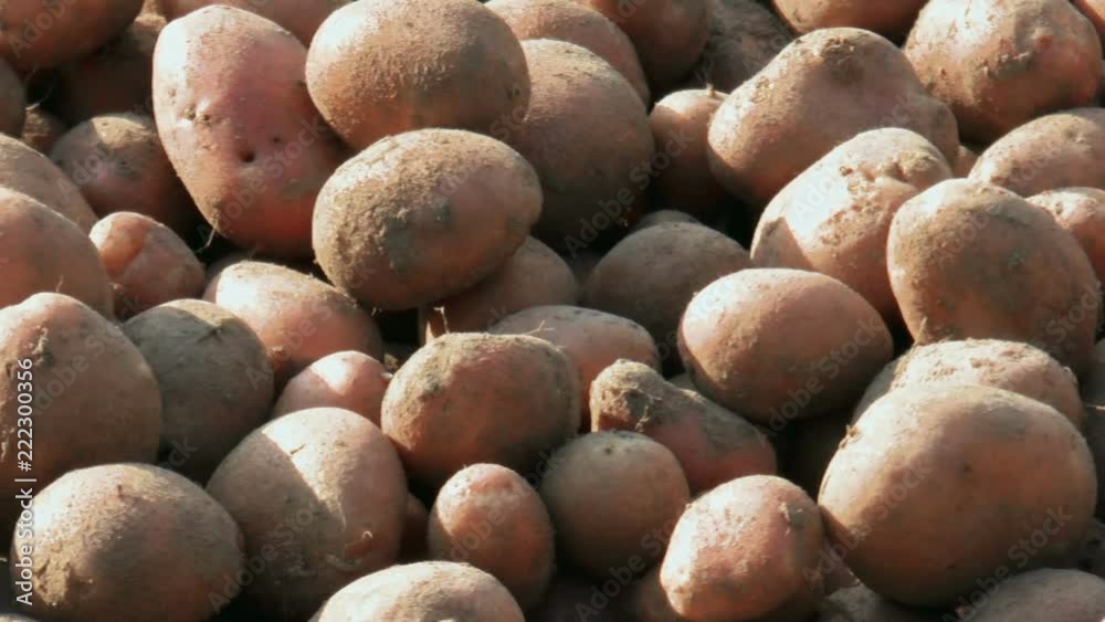 Harvest red skin potatoes from the soil