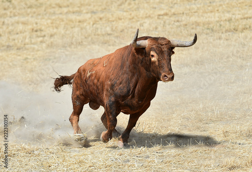 big bull in spain