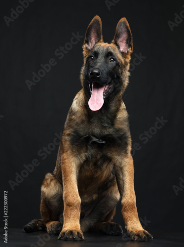 Belgian Shepherd Dog, malinois dog on Isolated Black Background in studio © TrapezaStudio