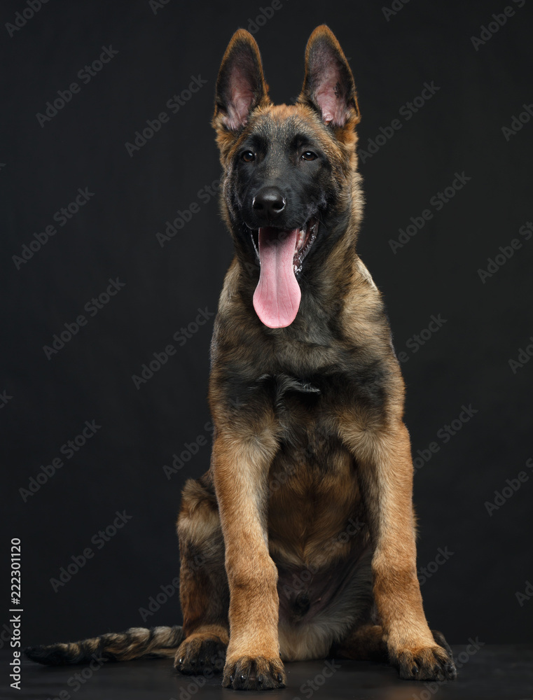 Belgian Shepherd Dog, malinois dog on Isolated Black Background in studio