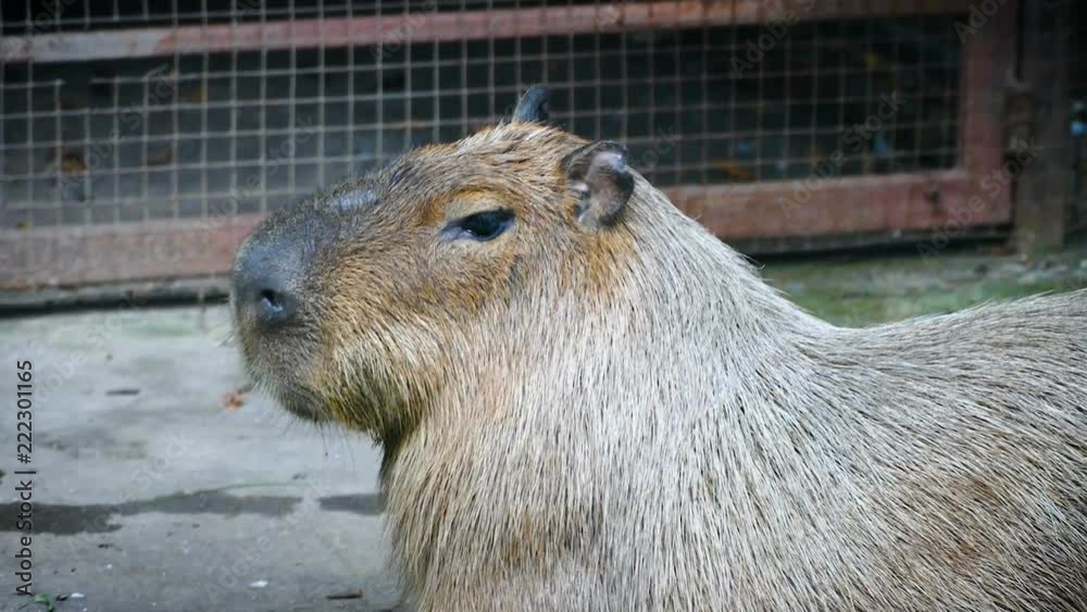 The giant brown capybara ( Hydrochaeris hydrochaeris ). Capybara is the world's largest rodents. The giant brown capybara ( Hydrochaeris hydrochaeris ). Capybara is the world's largest rodents.