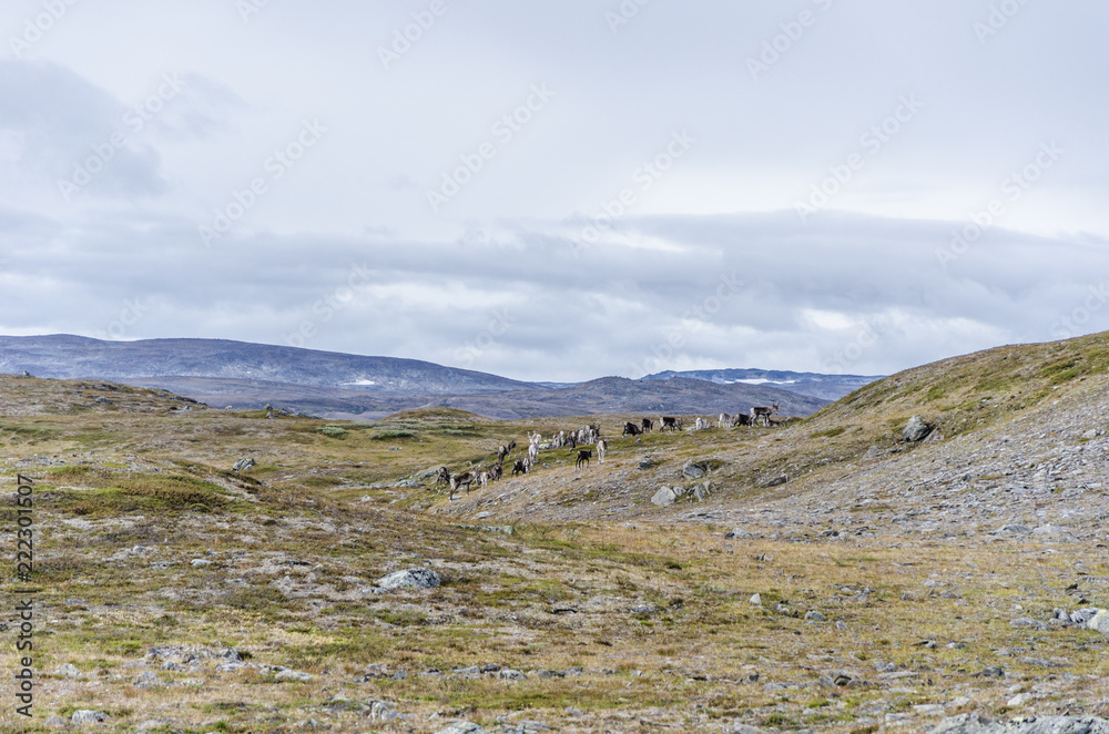 Reindeers on mountain laindscape
