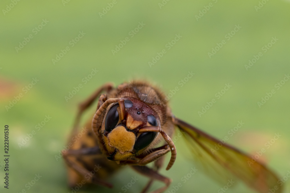 Obraz premium Close up from the head of a hornet (Vespa crabro)