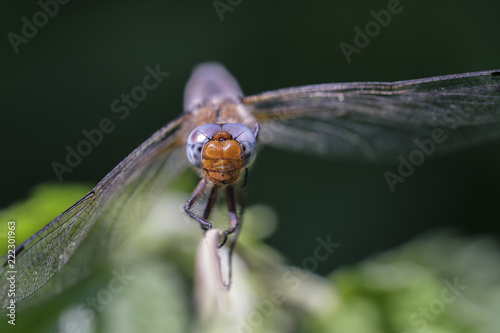 Weibliche Spitzenfleck Libelle - Libellula fulva in einer Makroaufnahme - Frontansicht photo