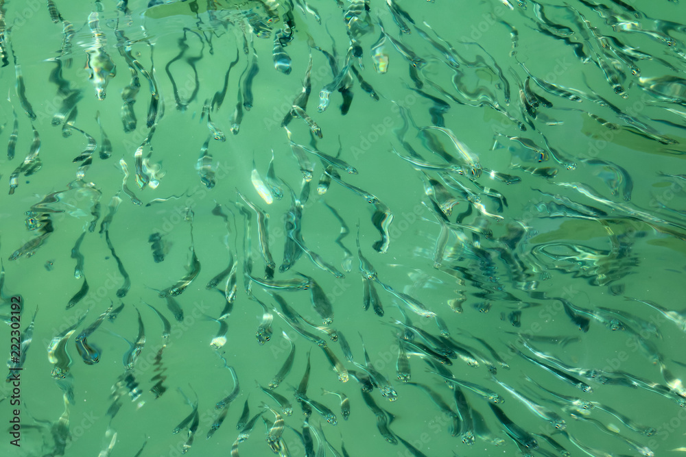 Millions of little fish under the sea water surface