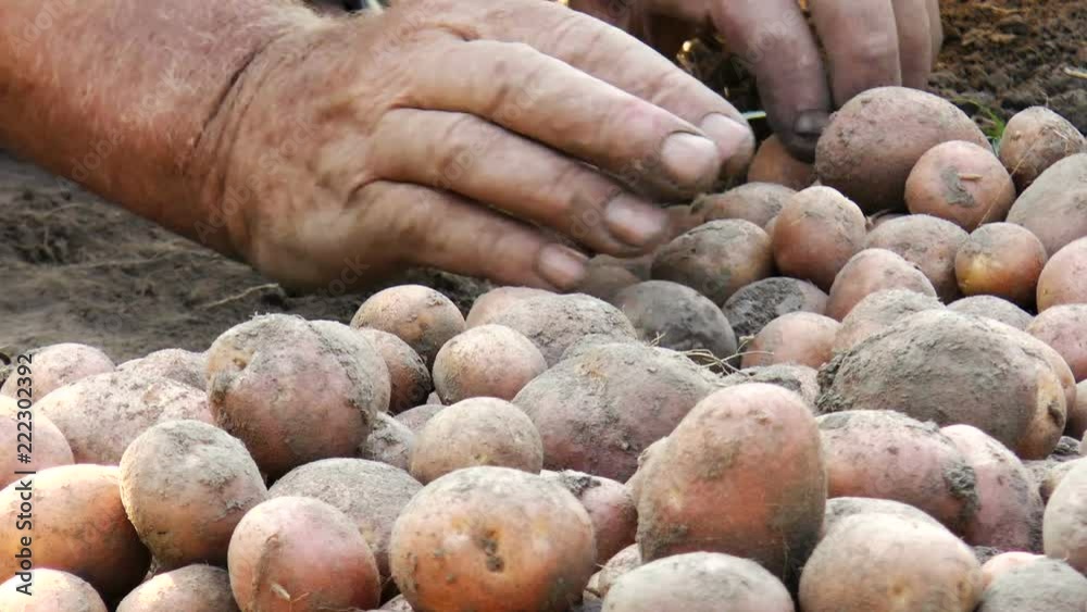 Farmer pick up the red potatoes crop from soil Farmer pick up the red potatoes crop from soil