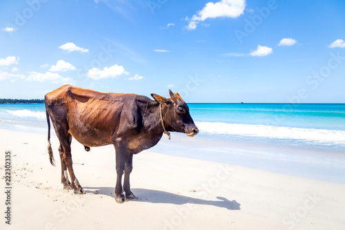 Vache sur une plage de sable blanc et mer turquoise au Sri Lanka