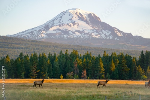 Elk below Mount Adams photo
