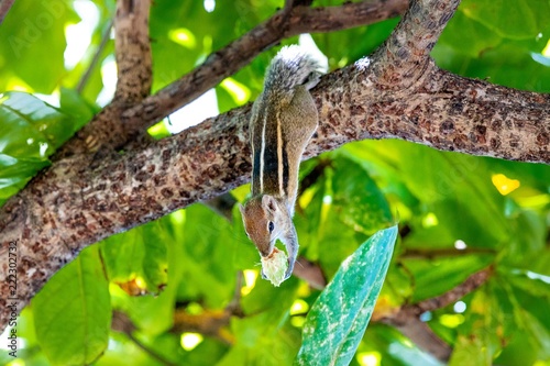 Ecureuil du Sri Lanka dans un arbre mangeant un fruit