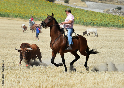 toro  © alberto