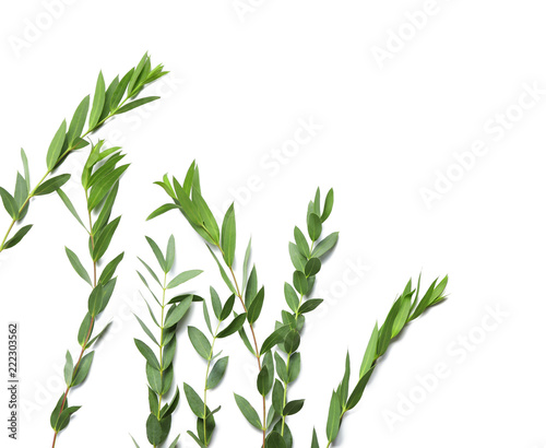 Branches of tropical plant on white background