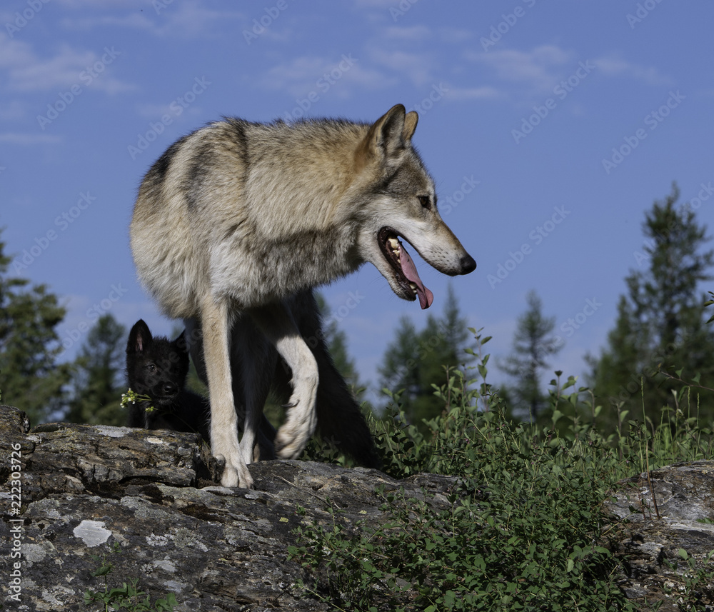 Adult & Juvenile Wolves on Peak