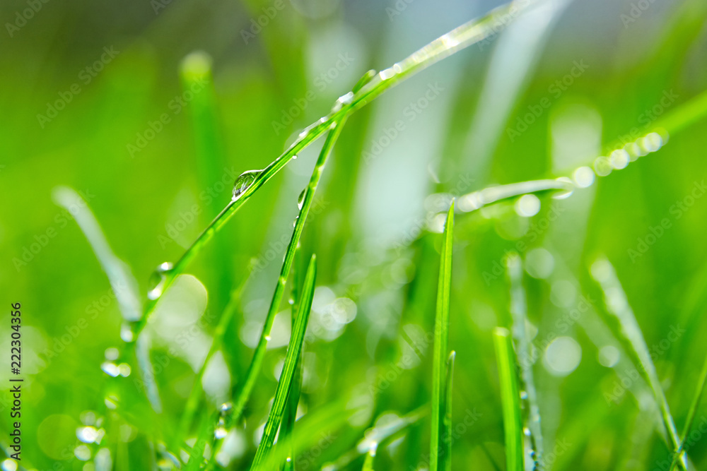 Green grass with water droplets on the leaves. Lawn. Morning freshness Green grass with water droplets on the leaves. Lawn. Morning freshness