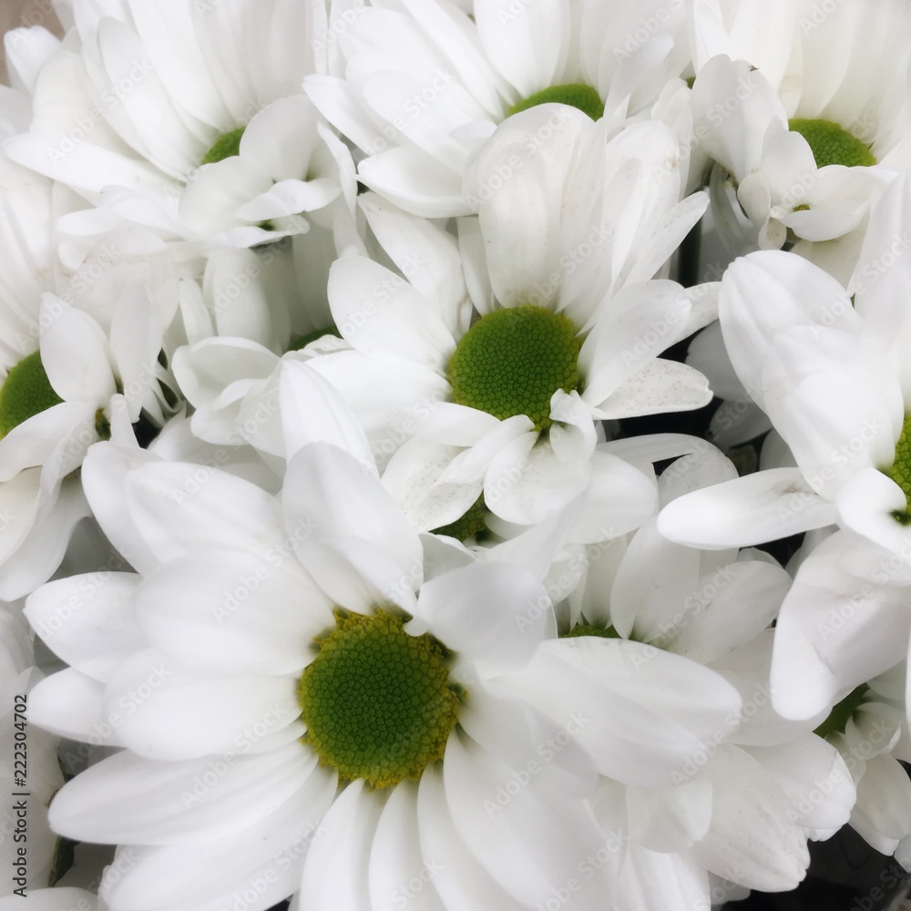 Obraz premium Fleurs blanches