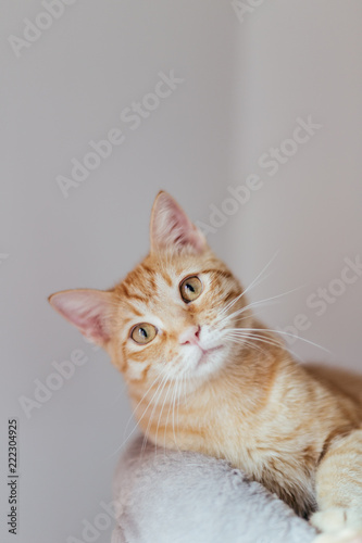 Lifestyle orange cat in a bright house
