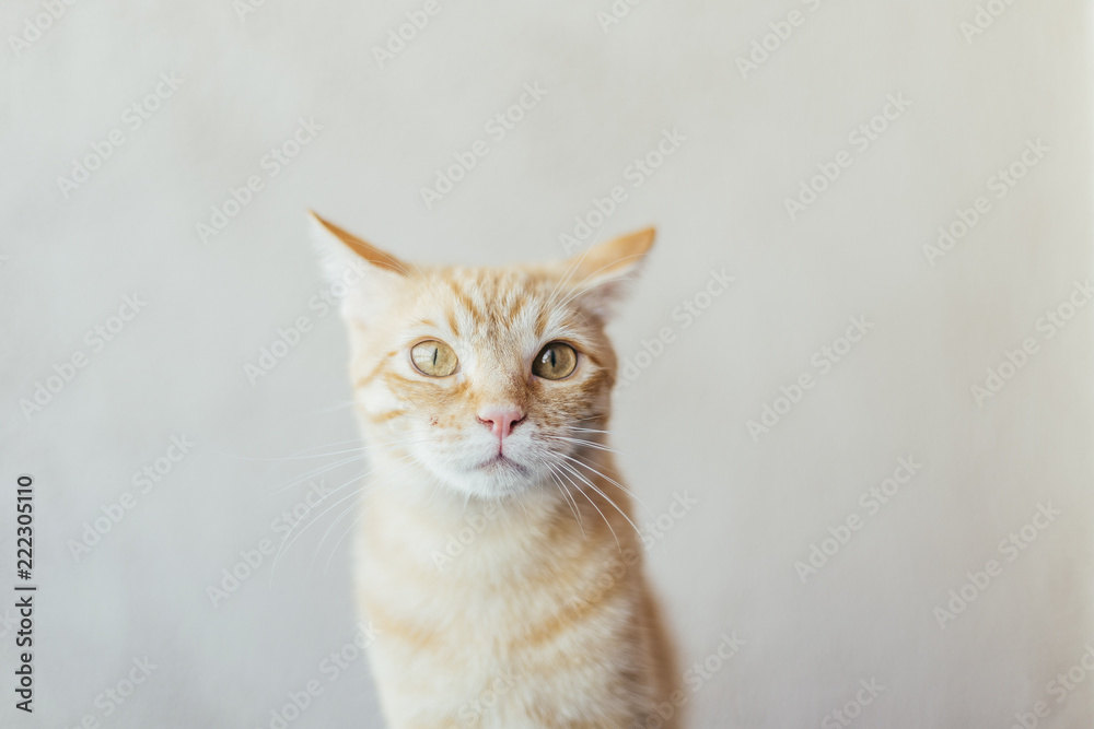 Lifestyle orange cat in a bright house Lifestyle orange cat in a bright house
