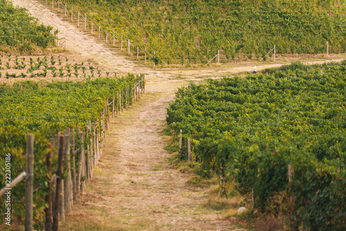 Rows of vineyards in the italian countryside
