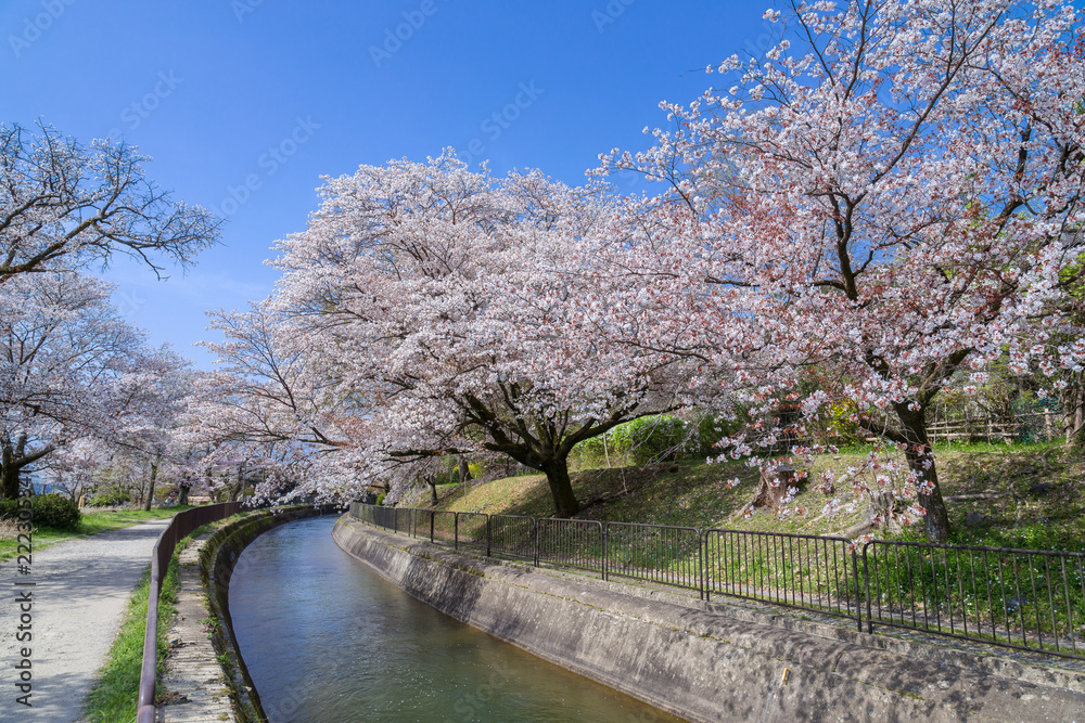 春の山科疏水 春の山科疏水