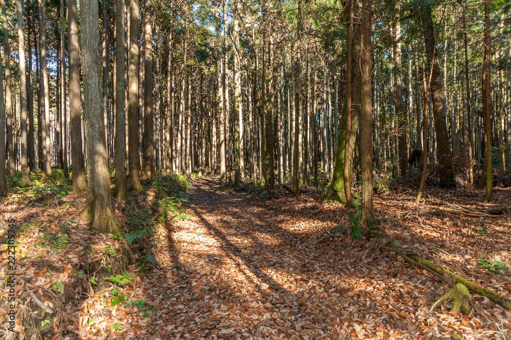 Nature trail in cedar forest in Fuji City, Japan. Sunny winter afternoon with rays of sun through the trees. Dried brown leaves lying on the ground. Nature trail in cedar forest in Fuji City, Japan. Sunny winter afternoon with rays of sun through the trees. Dried brown leaves lying on the ground.