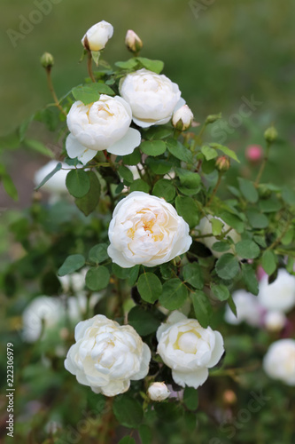 Closeup of blooming white pinkish roses bush