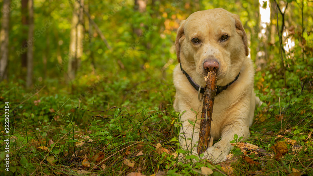 Labrador Retriver is eating wooden stick in forest. Animal is chewing a stick. Labrador Retriver is eating wooden stick in forest. Animal is chewing a stick.
