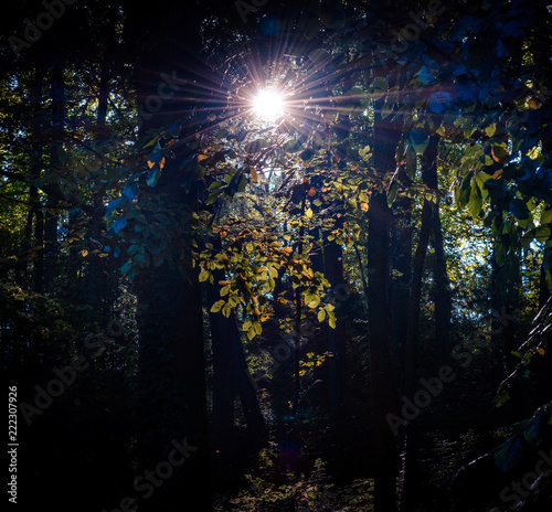 Sonnenschein im Wald