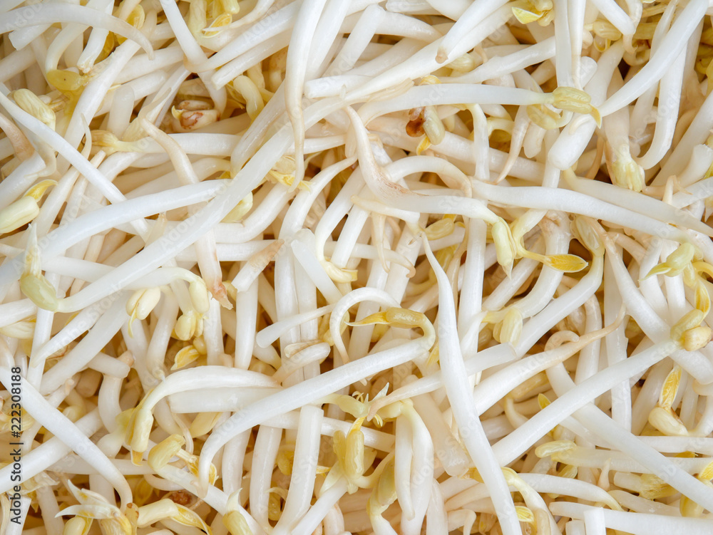 food background texture mung bean sprout food background texture mung bean sprout