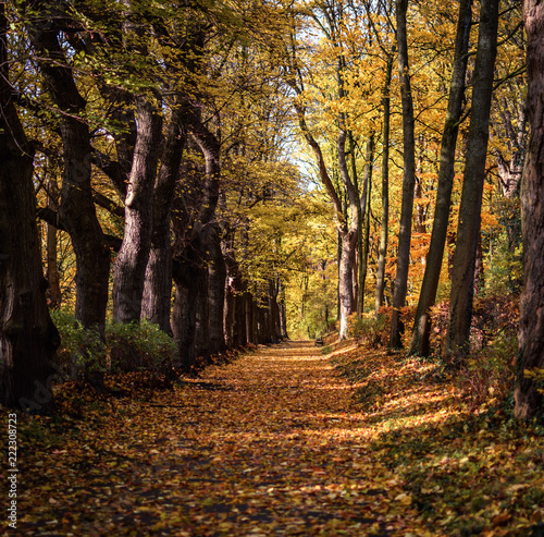 Waldweg im Herbst mit Laub bedeckt