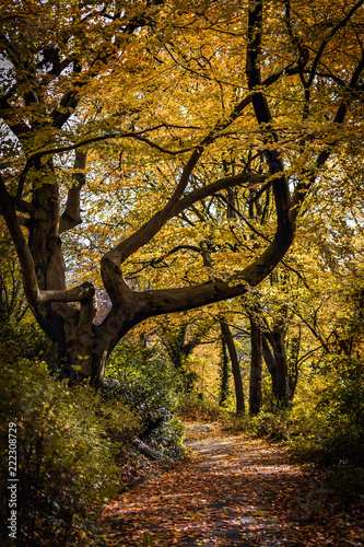 Waldweg im Herbst mit Laub bedeckt