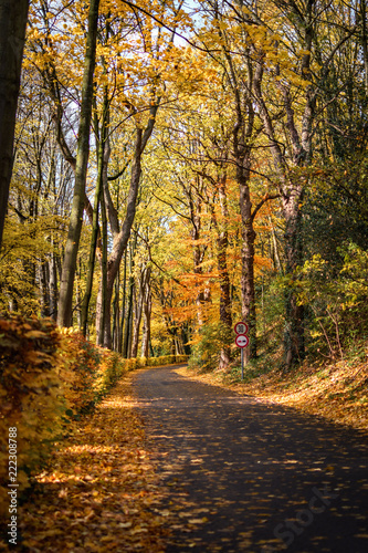 Straße im Herbst bei Sonnenschein mit Laub bedeckt © MD-Stockphoto