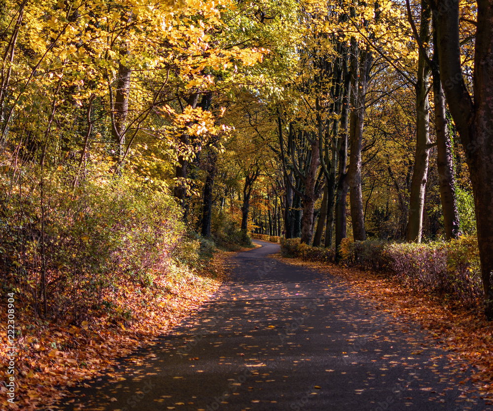 Obraz premium Straße im Herbst bei Sonnenschein mit Laub bedeckt