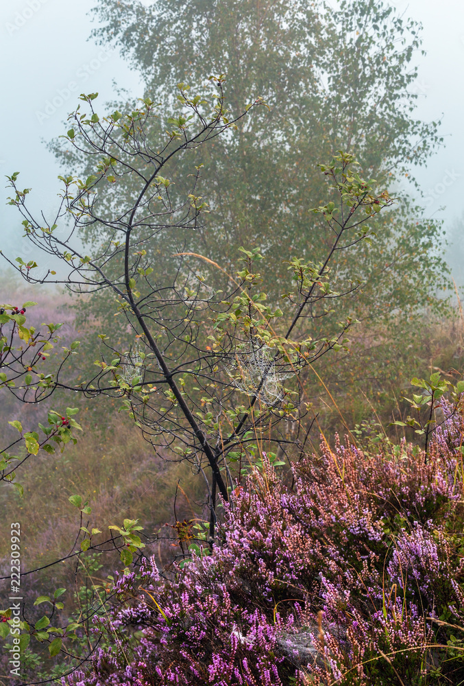 Misty morning dew on mountain meadow