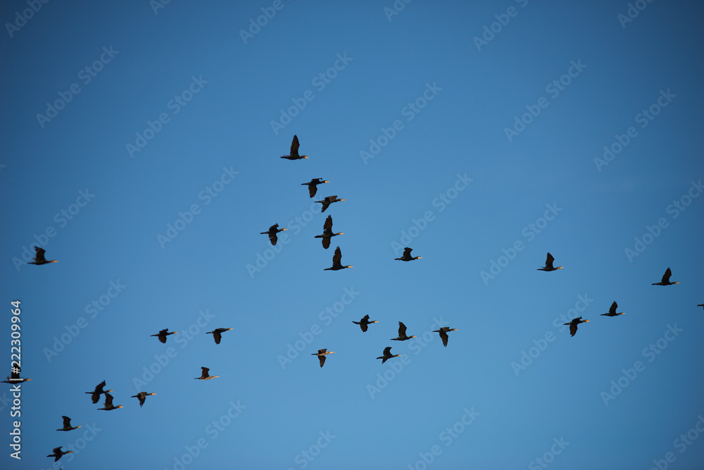 Ducks fly to winter