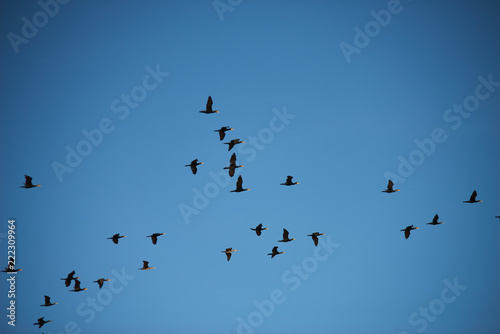 Ducks fly to winter