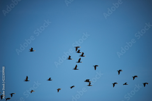 Ducks fly to winter