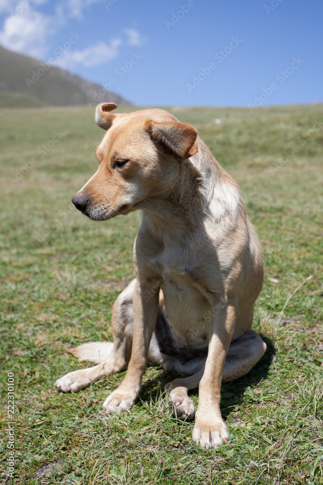 Mountains. Tourism. Journeys. Funny dog on a mountain landscape background