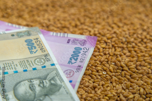 Indian 500 and 2000 Rupee banknote on Pile of wheat grain. Minimum Support Price Agriculture business concept