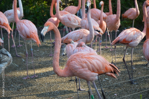 Flaminigi  - Ostrawskie Zoo photo