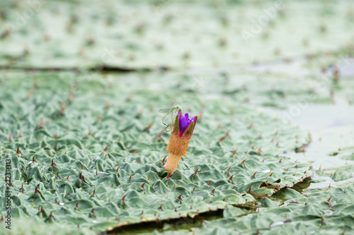 Fototapeta Naklejka Na Ścianę i Meble -  gordon euryale in blooming