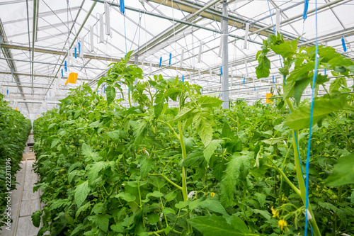 growing vegetables in an industrial greenhouse tomatoes
