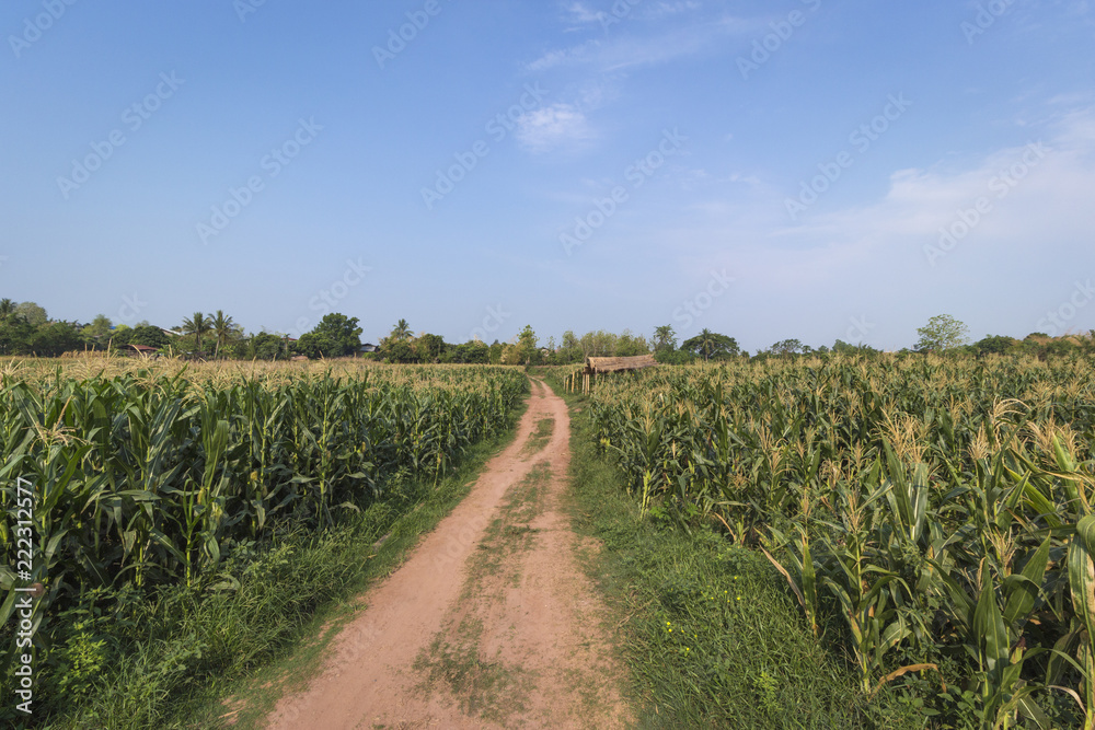 A corn farm landscape under the blue sky with a dirt path cuts through green corns A corn farm landscape under the blue sky with a dirt path cuts through green corns