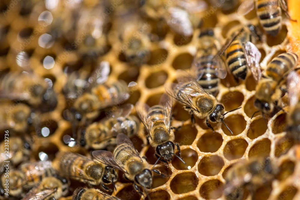 Bees On Honeycomb Bees On Honeycomb