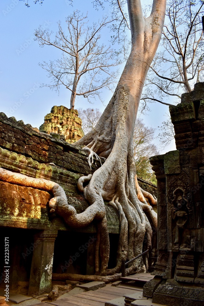 Tree roots in Ta Prohm Temple (Cambodia)