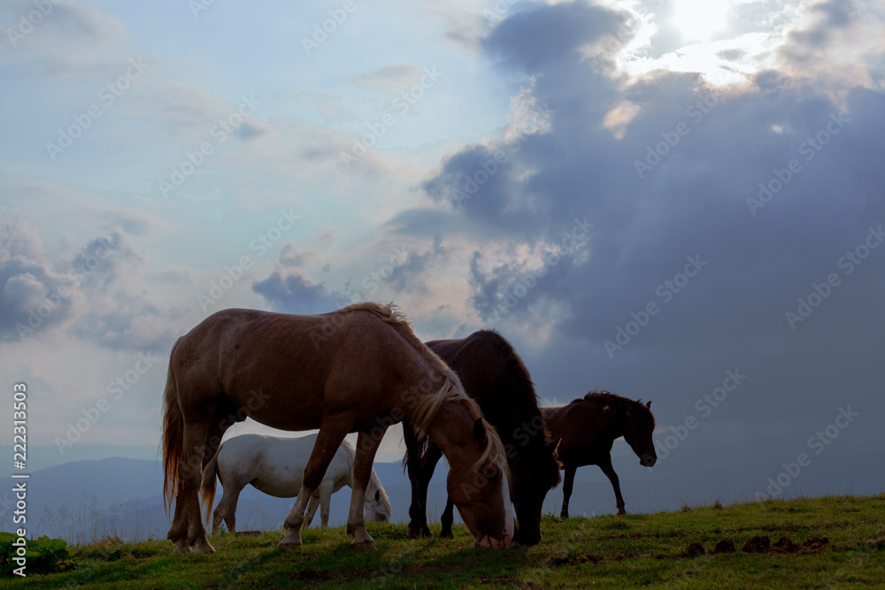 horse pasture in the mountains horse pasture in the mountains