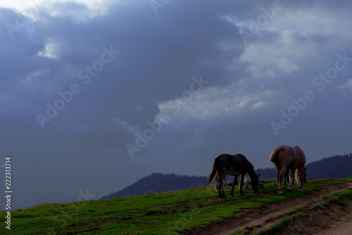 horse pasture in the mountains