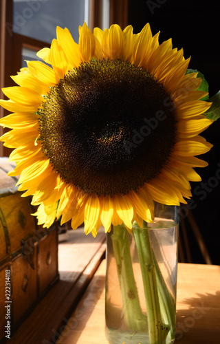 Fototapeta Naklejka Na Ścianę i Meble -  Clear Glass Vase with Cut Sunflower Blossoms